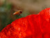Honey bee hovering over bright red poppy petals. 