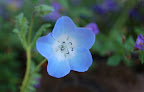 Pretty, tiny blue flower. Photo by Lisa Callagher Onizuka
