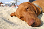 Ahhhhhh, this is the life. Dog snoozing in the sand.