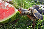 Tortoise enjoys a big tasty watermelon.