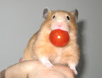 Hamster with cherry tomato - Philadelphia Weekly