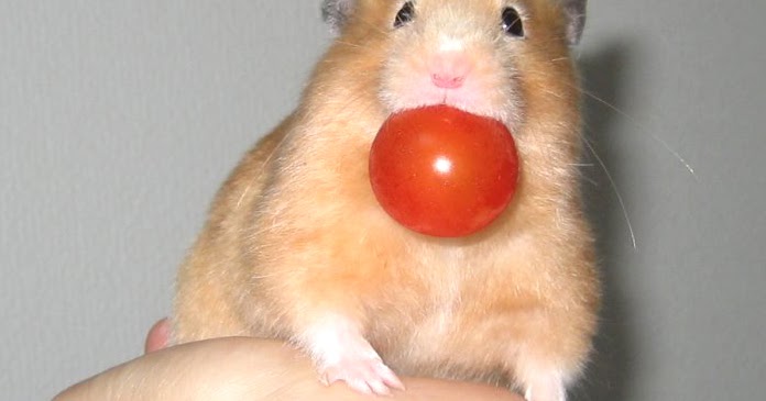 are hamsters allowed tomatoes