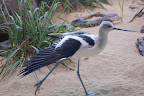 Shorebird stretching a wing. 