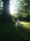 Bunny illuminated by photographer: flickr user just_duckie