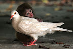 Baby monkey and a pigeon. Photographer unknown to us. Let us know if you know!