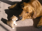 Baby kitten and Golden Retriever. Photographer unknown to us. Let us know if you know!