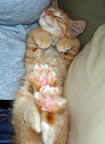 Kitten toes. From CuteOverload.com