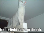 traffik light cat iz on the job - LOLcats from IcanHasCheezburger.com