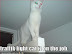 traffik light cat iz on the job - LOLcats from IcanHasCheezburger.com