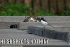 HE SUSPECTS NOTHING - LOLcats from IcanHasCheezburger.com