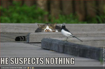 HE SUSPECTS NOTHING - LOLcats from IcanHasCheezburger.com