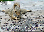 Awl in - - LOLcats from IcanHasCheezburger.com