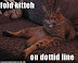 fold kitteh on dottid line - LOLcats from IcanHasCheezburger.com
