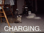 CHARGING - LOLcats from IcanHasCheezburger.com