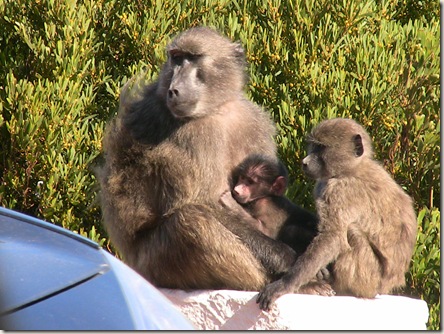 baboon family
