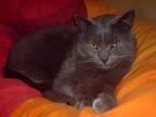 Image utilisateur