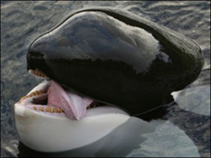 orca