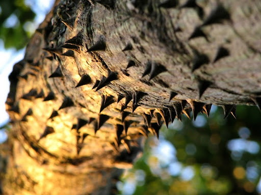 Beware Of Tree. Palo Borracho