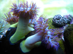 Sea Stuff