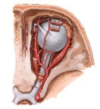 orbita4