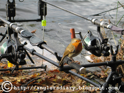 Carp Angler