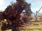 Mactan Sibale Pictures