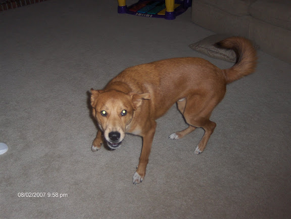 theDingo