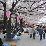 Cherry blossoms on the waterfront in Asakusa. The first nice weekend after the blossoms come out is a traditional time for the Japanese to picnic under the cherry trees.