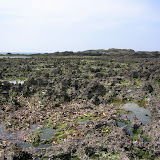 Dead coral reef at Haruta-hama, Yakushima