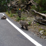 Yakuzaru (Yakushima monkeys) on the road to Yakusugi Land