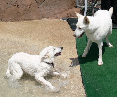 elliandfreyjaat%20the%20pool The Fanuilos Family   Our Dogs