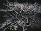 Creepy Tree