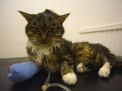 Cat at vet kidney failure