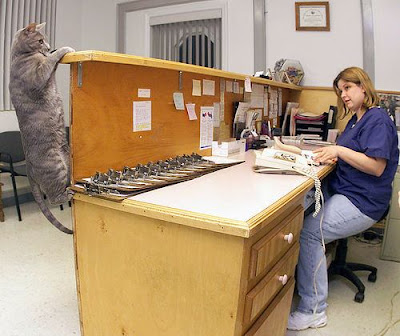 Cat at Vets