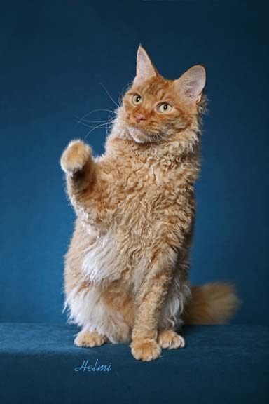 Laperm Cat
