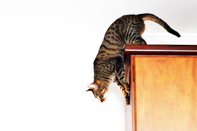 cat preparring to jump down
