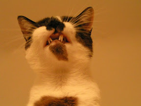 cat mouth