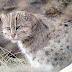 Asian Fishing Cat