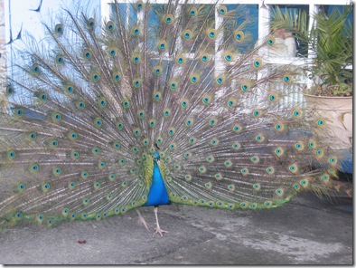 Peacock 1