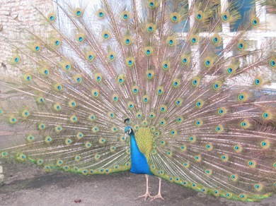 Peacock 2