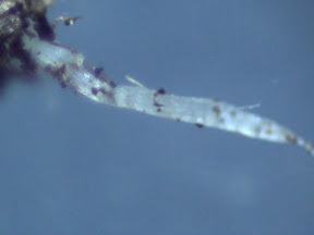 root 1 60x.jpg