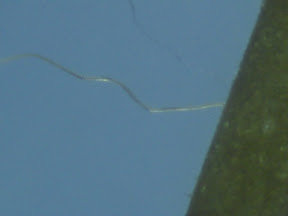 unknown florsecent fiber 60x.jpg