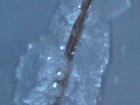 salt dried around hair 200x.jpg