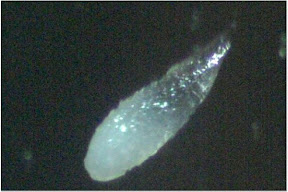 morgellons 132.jpg