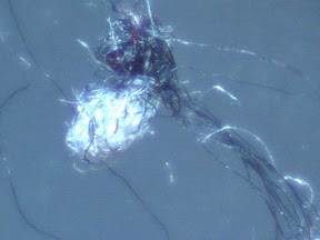fuzzball on sock 60x 3 top.jpg