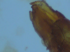 balcix w fiber 2 60x.jpg