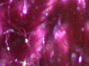 lyocel red 200x.jpg