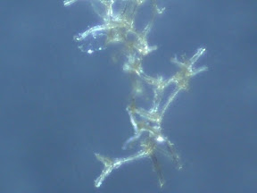 sponge speck top 60x.jpg