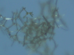 sponge speck bot 2 60x.jpg