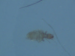 bug 60x.jpg